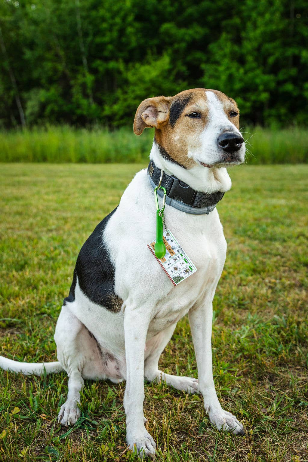 TickCheck - Wholesale Pet Grooming Tool - Dog - TickCheck Tick Remover Spoon 3 Pack- 12pc Hang Strip Display9