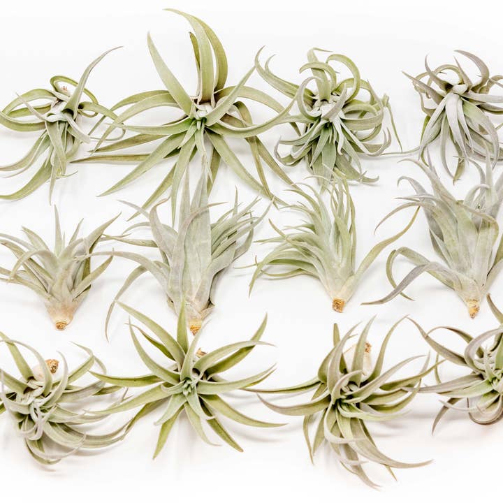 Air Plant Shop - Wholesale Live Plant - Tillandsia Harrisii Air Plants (24)