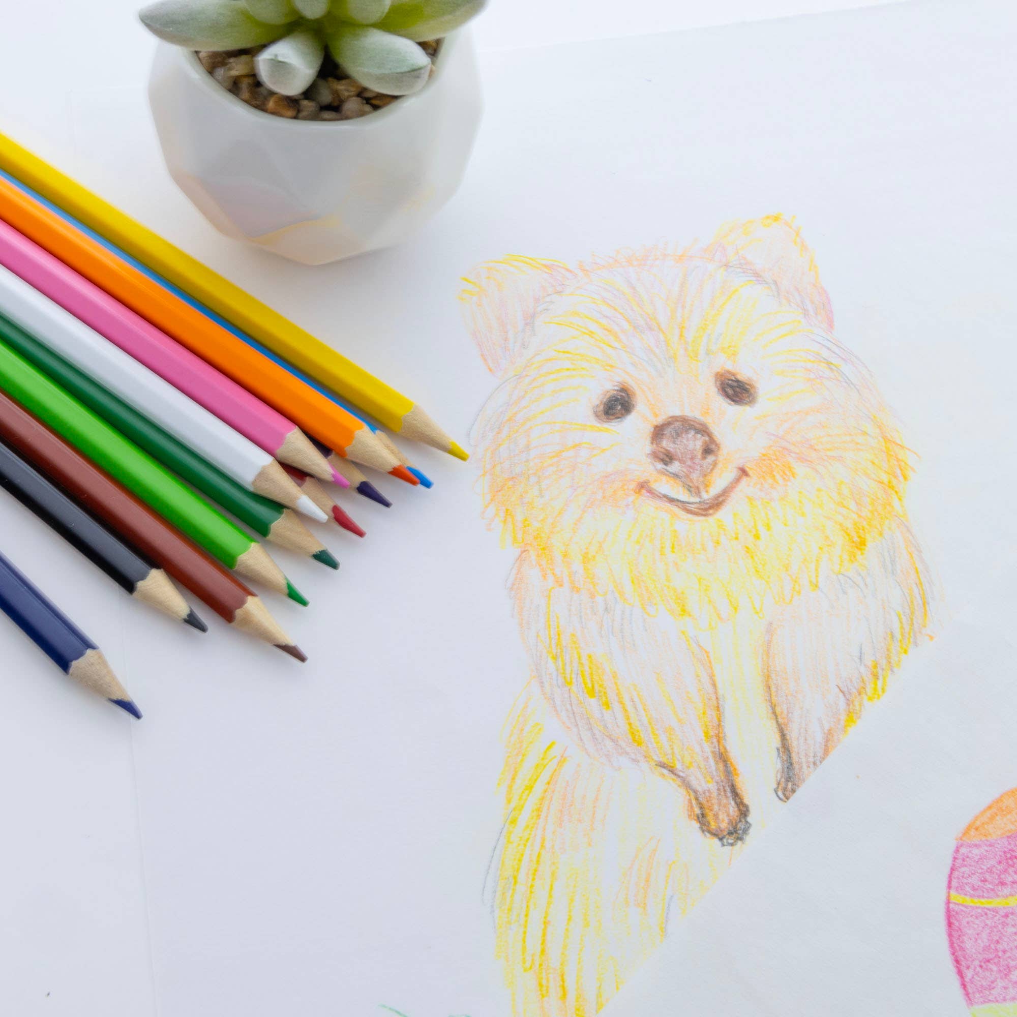 BAZIC Products - Wholesale Colored Pencil - Wood 12 Colored Pencils6