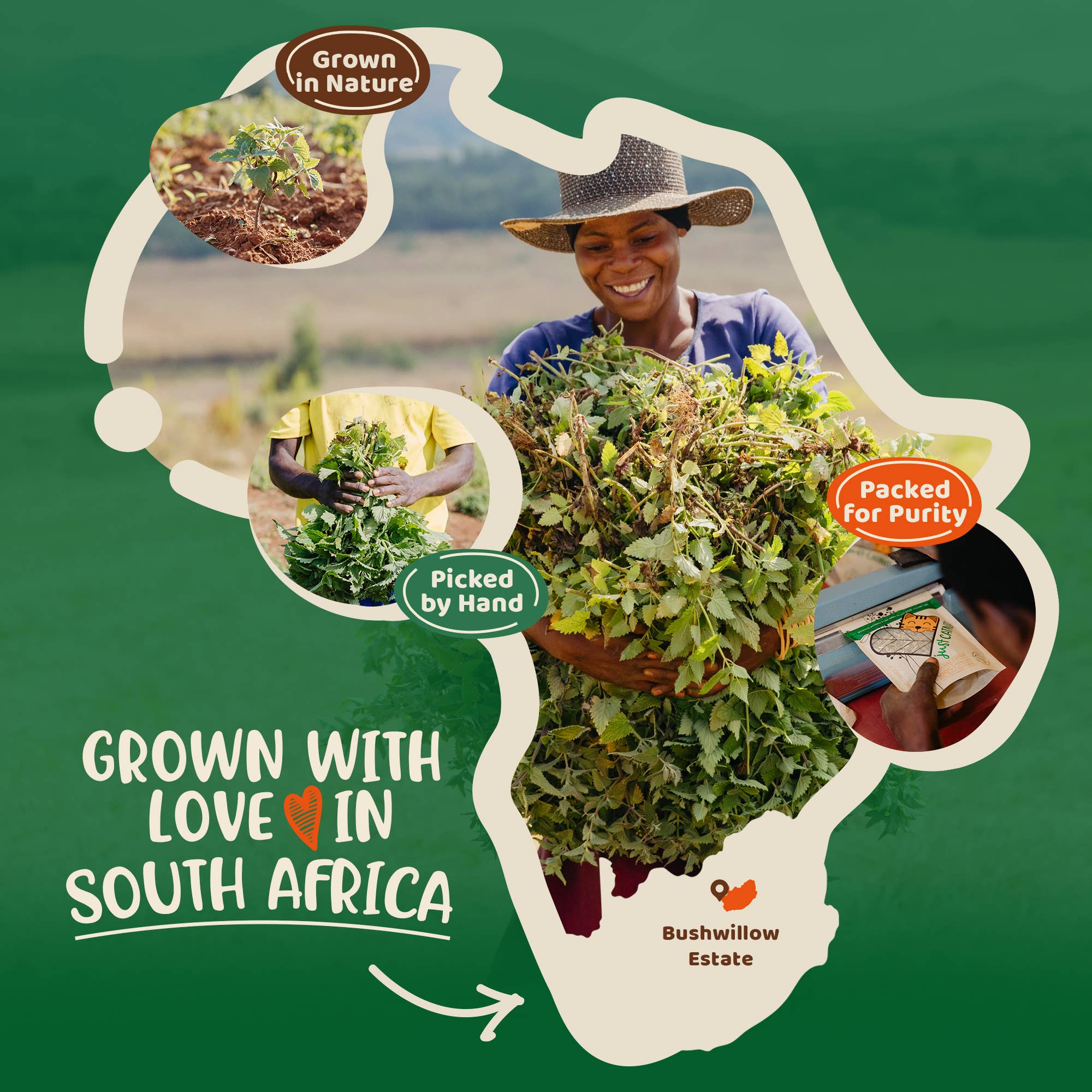 Just Catnip – wholesale Catnip – Organic Catnip | Cat Treat | Cat Nip | Gift for Pets3