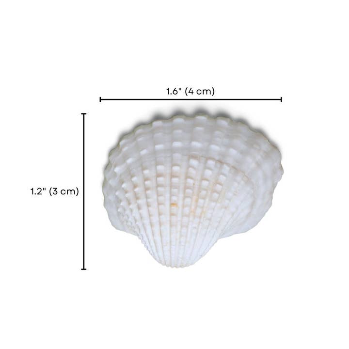 GSea - Wholesale Decorative Tabletop Object - Assorted Seashell Granular Ark White Cockle Shell Decor