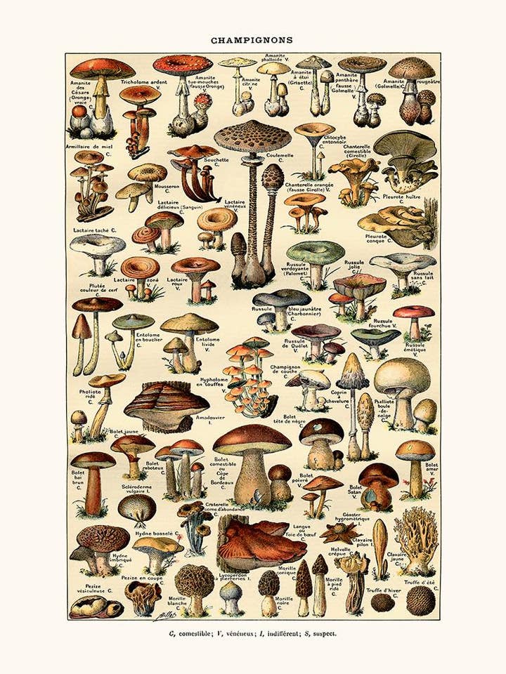 Champignons pour la vente par Salam Editions