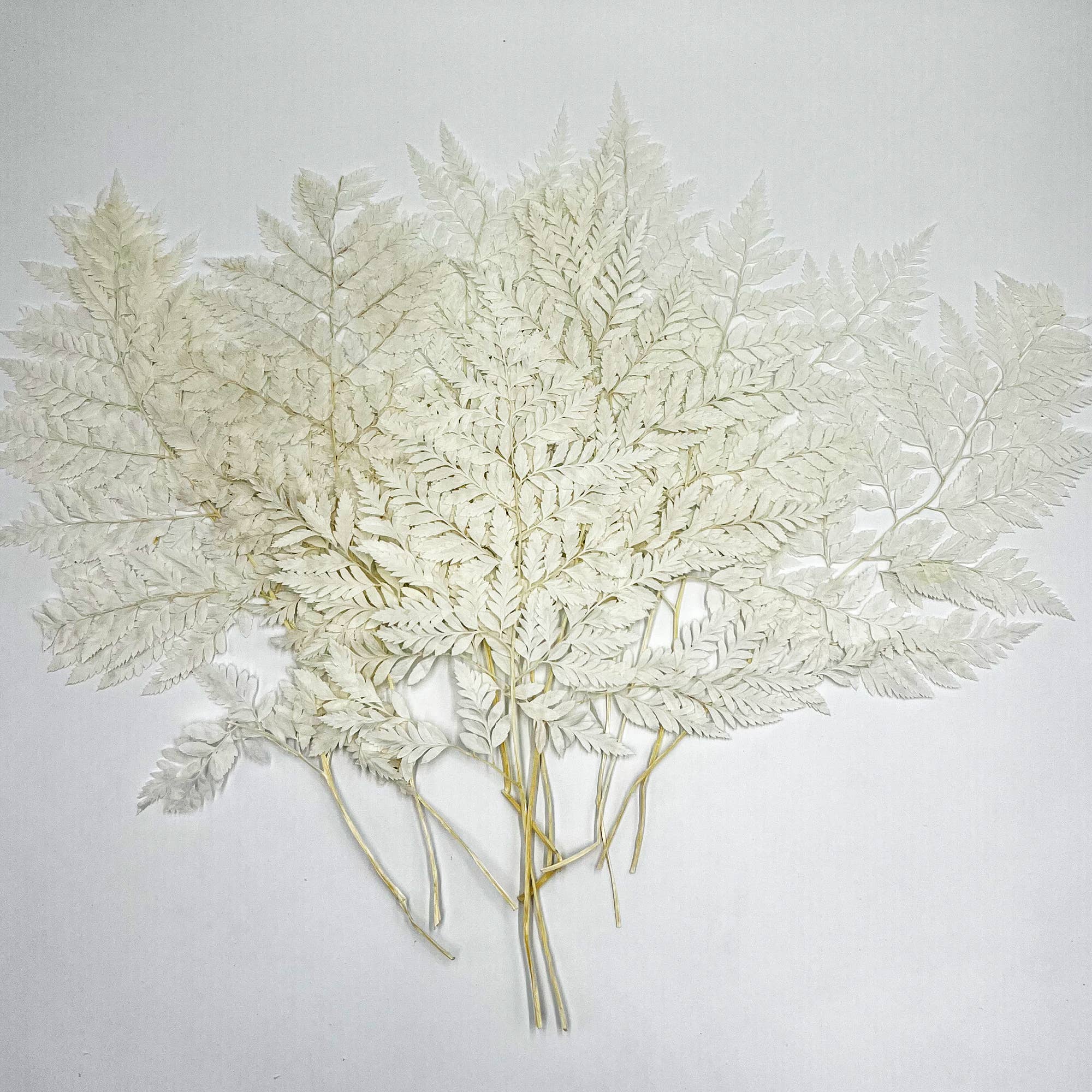 2626 Designs - Vente Fleur séchée/pressée - Fougère Davallia Mariesii séchée et préservée2