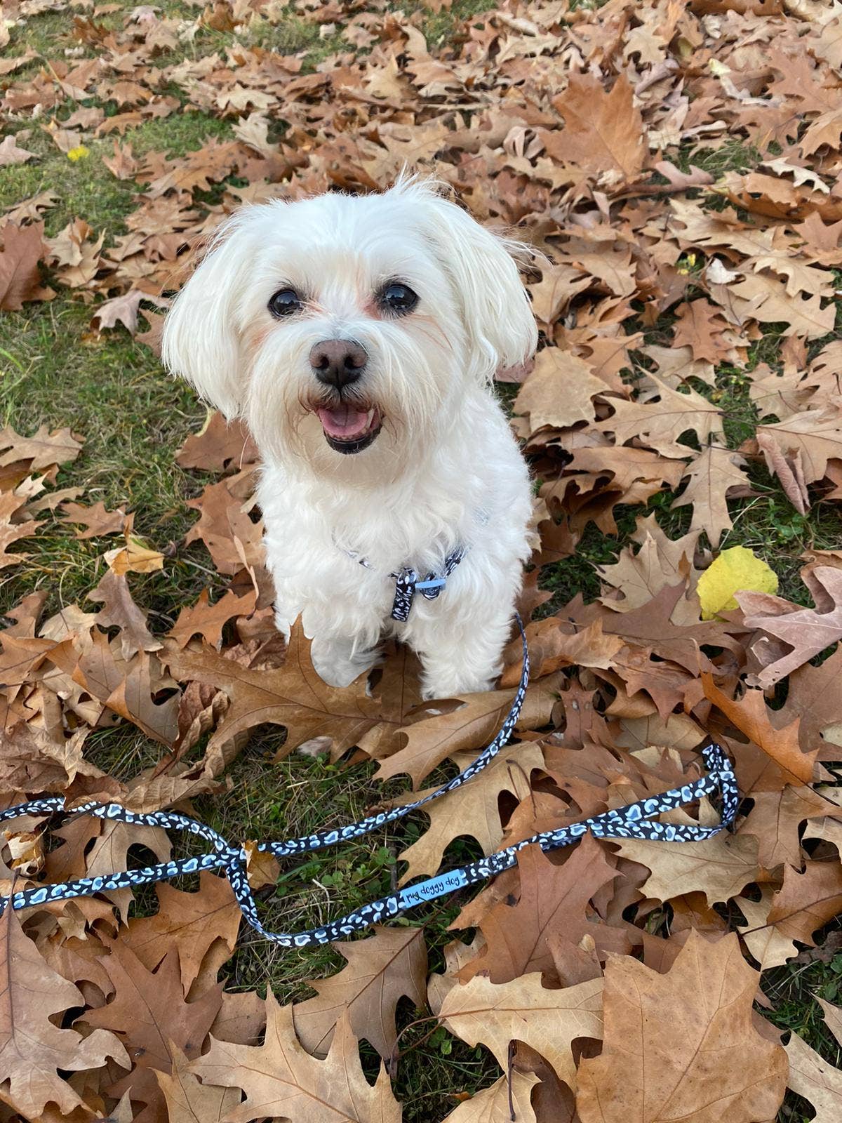 Pug Doggy Dog - Wholesale Pet Harness - Dog - Black and white leopard print harness and lead set5
