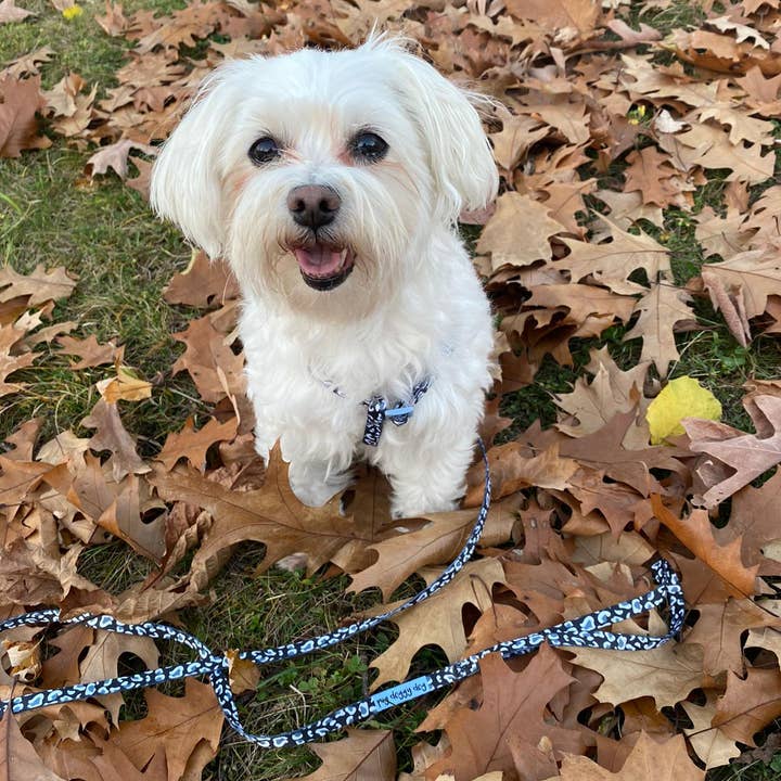 Pug Doggy Dog - Wholesale Pet Harness - Dog - Black and white leopard print harness and lead set5