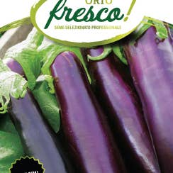 Sementi & Barbatelle – Engroshandel Plantefrø – Lang Lilla Top Aubergine
