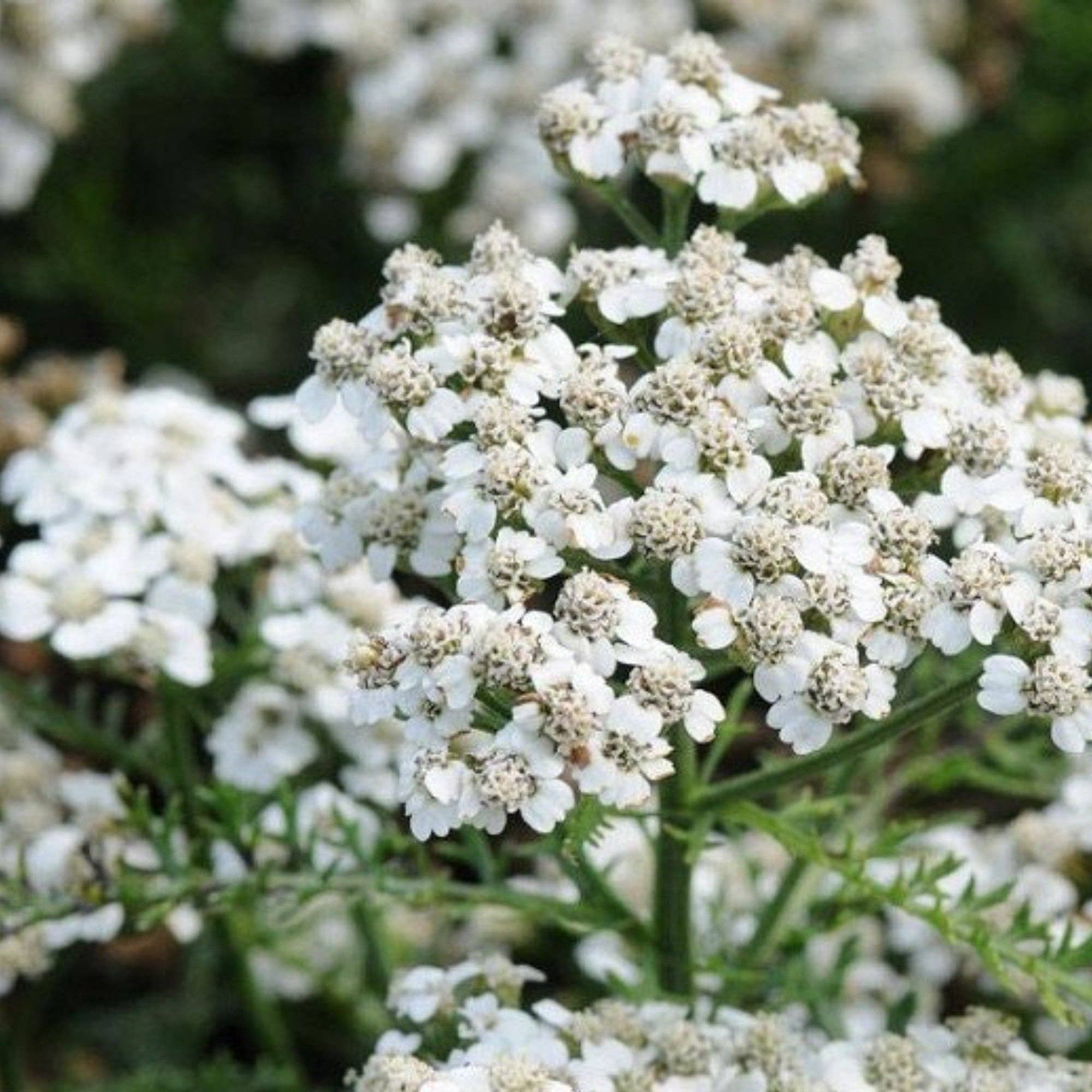 Pop's Birding - Wholesale Zaadjes voor platten - Mix van wilde bloemenzaden voor kolibries en vlinderbestuivers13