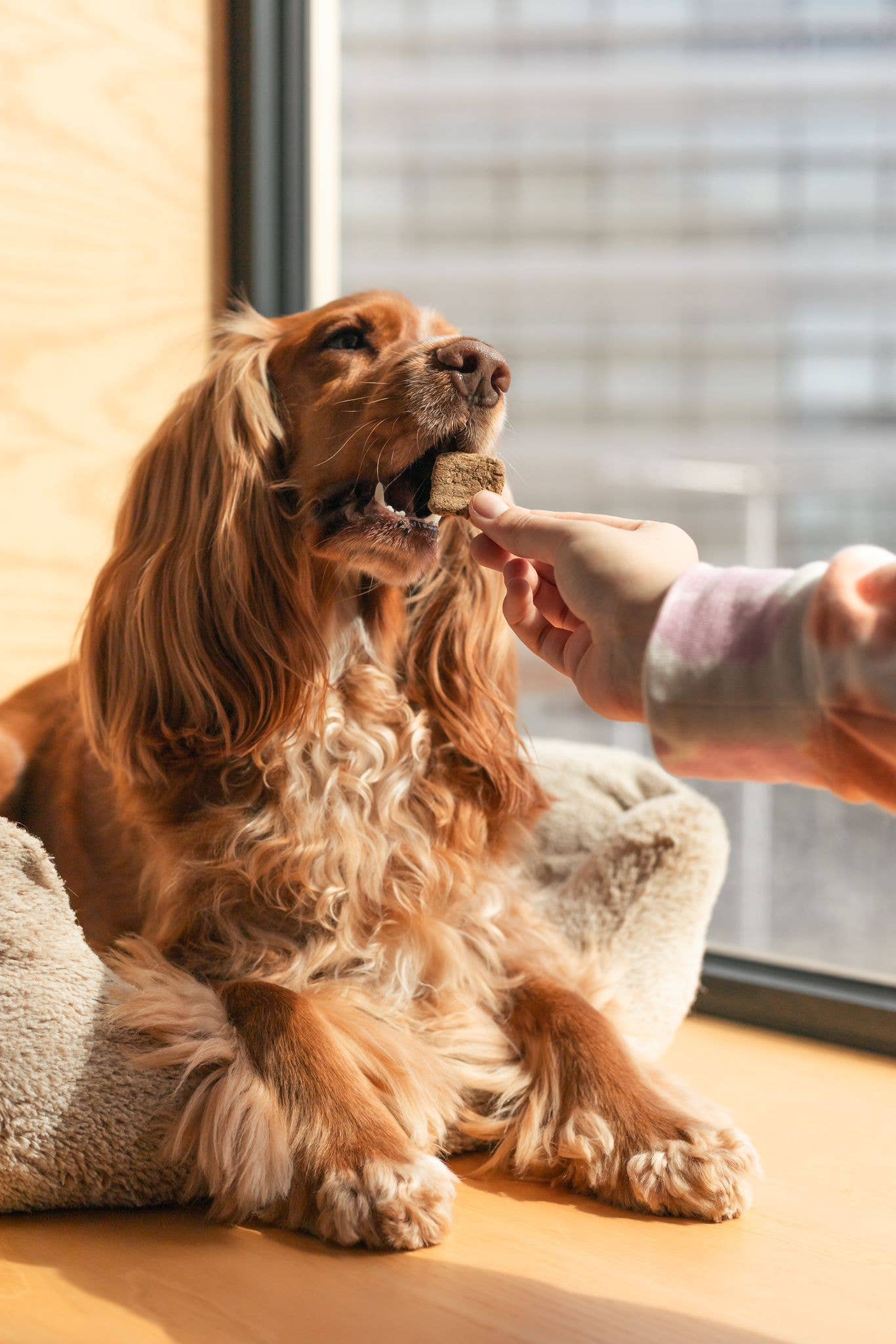 Belpharmed bv: Cooka's Cookies & Sensidog - Wholesale Pet Treats - Dog - Liver Pâté - Natural Dog Treats8