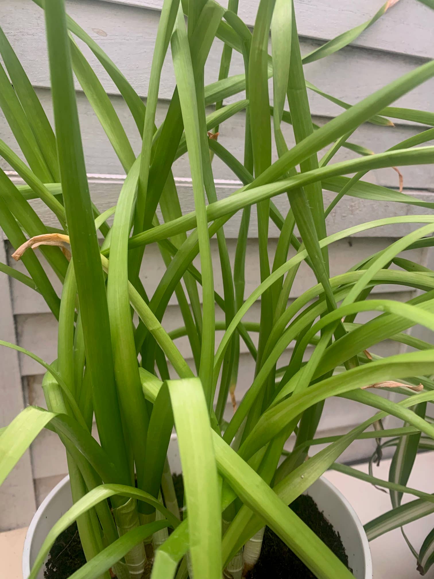 UniqueMartandHome - Wholesale Live plant - Ziva Paperwhites - Indoor Narcissus Bulbs for Holiday (3 Bulbs) -  White Flowering Blooms for Holiday Indoors & Outdoor Gardens0