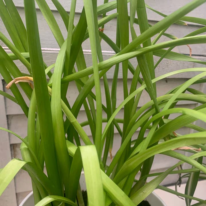 UniqueMartandHome - Wholesale Live plant - Ziva Paperwhites - Indoor Narcissus Bulbs for Holiday (3 Bulbs) - White Flowering Blooms for Holiday Indoors & Outdoor Gardens0