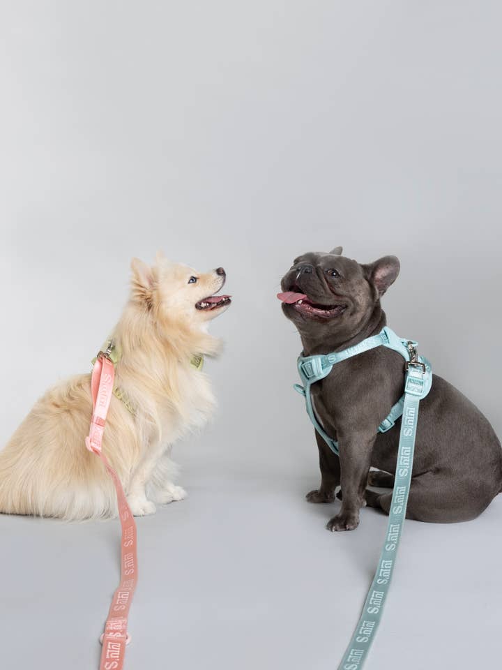 Laisse ajustable pour chien Twist Lock Secure - Cali Blue pour la vente par Lulu's from Cali