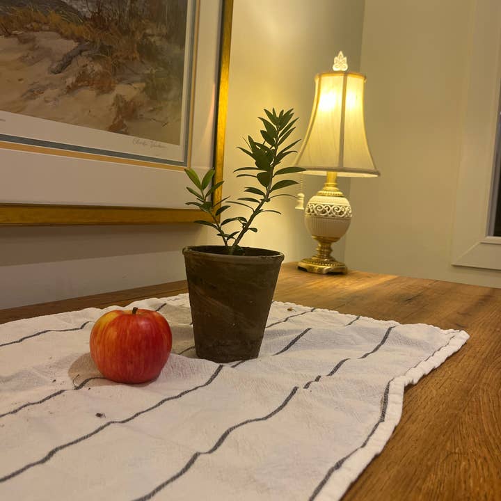 Sunrise Topiaries - Wholesale Live Plant - Live Arbequina Olive Tree in 4 Inch Pot