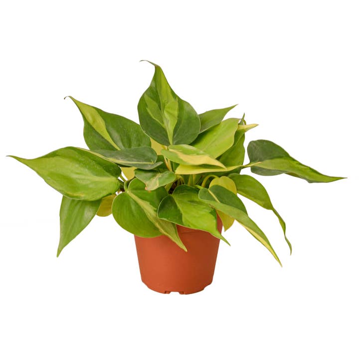 PHILODENDRON BRASIL 4-inch for wholesale by House Plant Wholesale