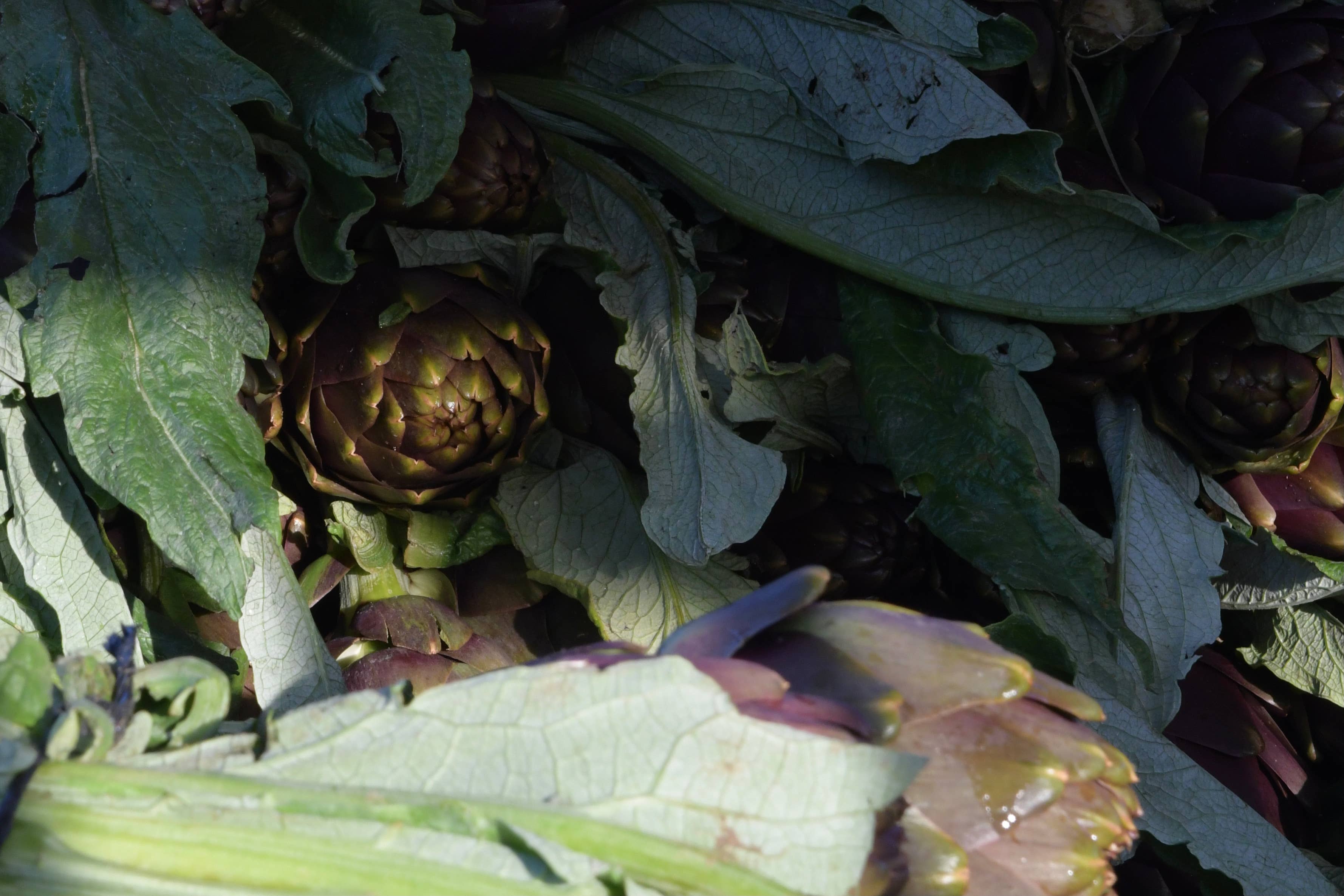 almasicily – Großhandel Pastasoße – Sizilianische Artischocke Caponata 500g Glas7