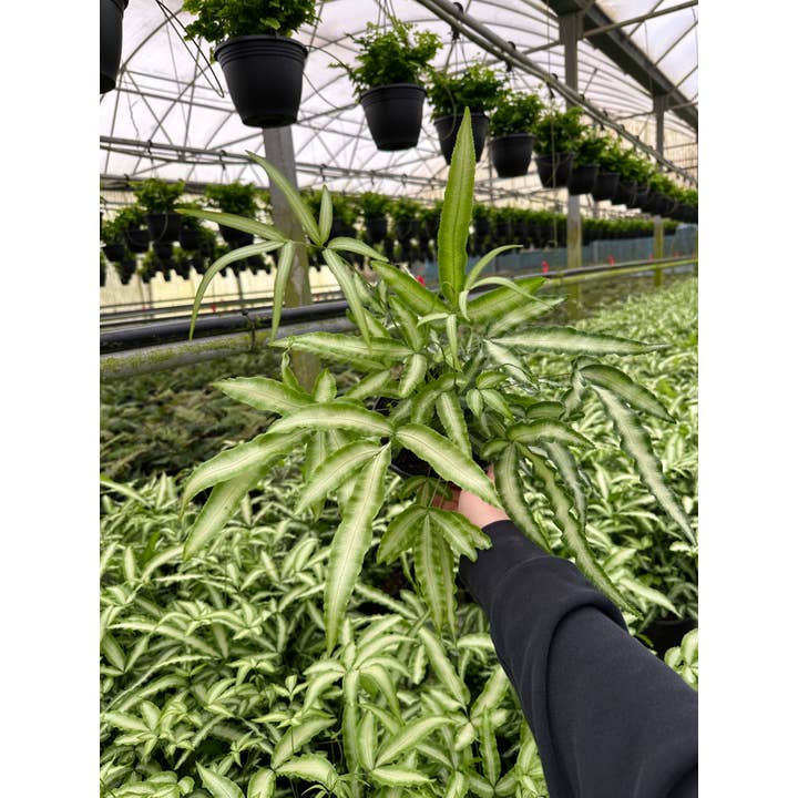 FERN Pteris Silver Ribbon Live Plant 4in for wholesale by Central Florida Ferns & Foliage