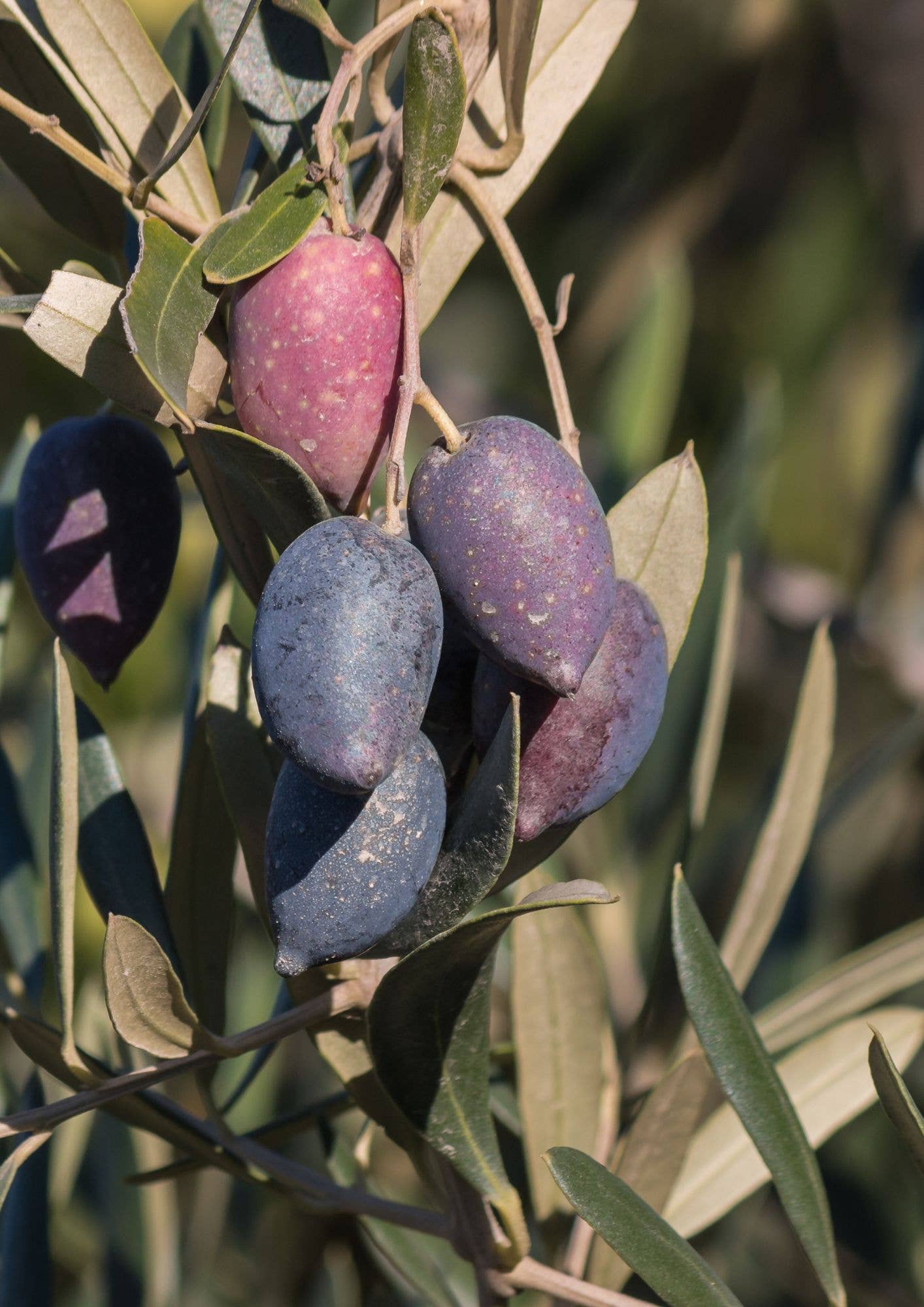 Helene Delices Grecs - Wholesale Olives - Kalamata Olives with Balsamic 180g - ORGANIC3