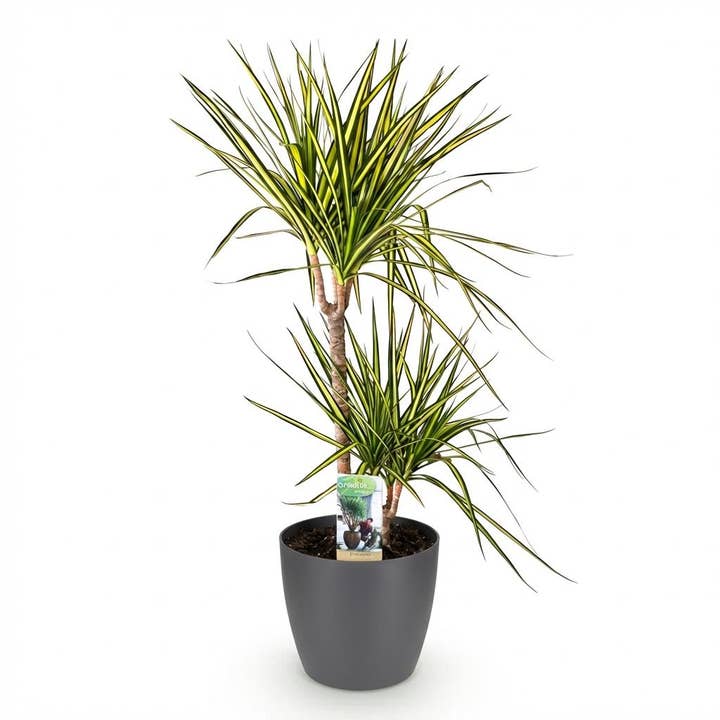 Dracaena Sunray Kamerplant Met Grijze Pot Ø21cm Hoogte ca.90–100cm Drakenboom Groen Geel Onderhoudsvriendelijk Grote Plant Voor Woonkamer Kantoor & Ontvangstruimte voor wholesale door Oasis of Life