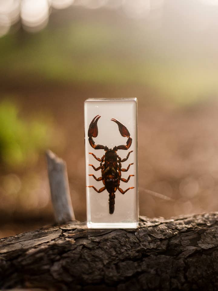 Black Scorpion Specimen for wholesale by Our Earth Life