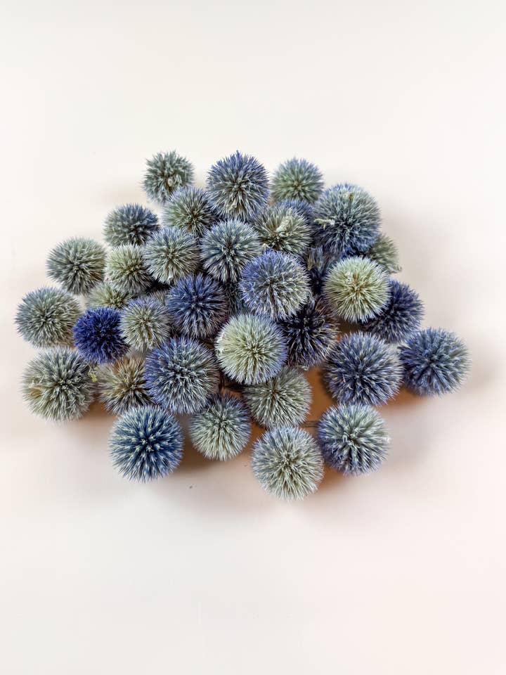 Globe Thistle Heads – Naturally Dried, 1 lb Bulk Pack for wholesale by Lovejoy Farms Premium Dried Flowers
