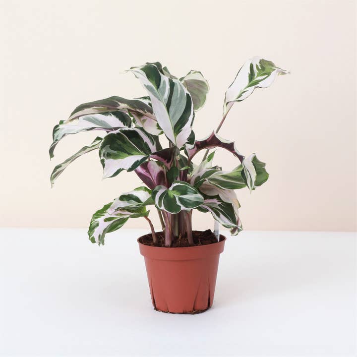 Thorsen's Greenhouse - Wholesale Live Plant - Calathea 'Stella' - Live Plant