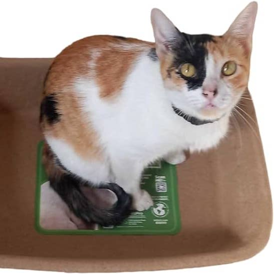 Designer Pet Products, LLC - Venta al por mayor Arenero para gatos - Caja de arena para gatos: solución desechable de arena para gatos