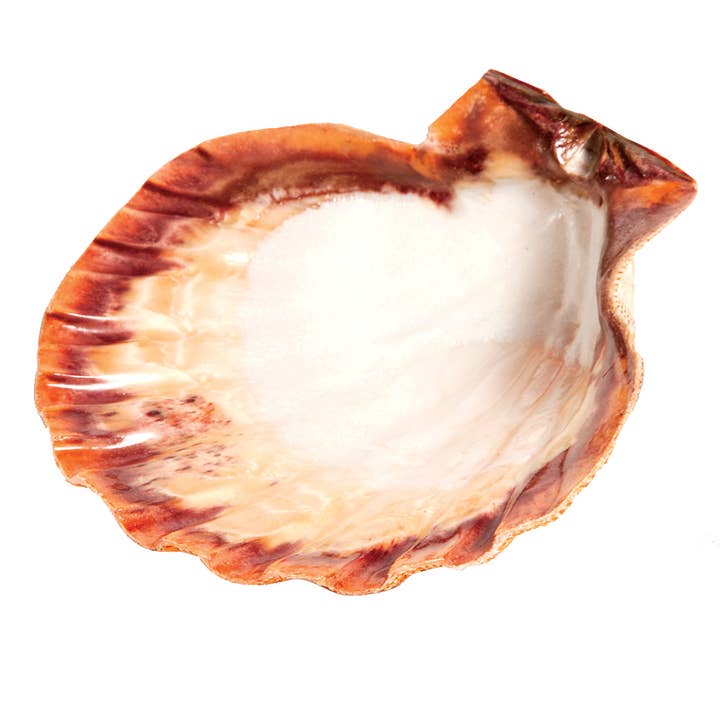 Triloka - Wholesale Incense Holder - Lion Paw Shell