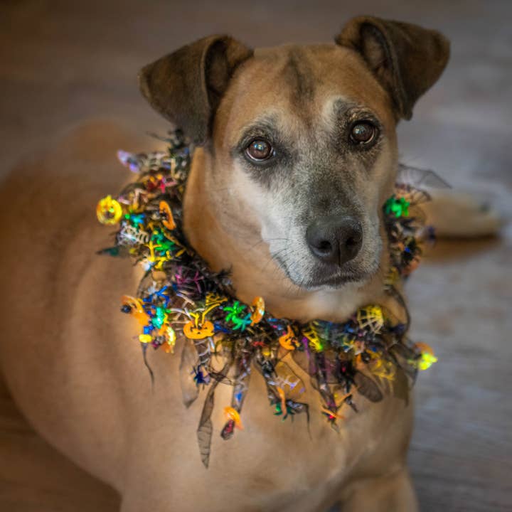 Midlee Designs - Wholesale Pet collar – Dog - Midlee Pumpkin & Spider Web Halloween Decorative Dog Collar6