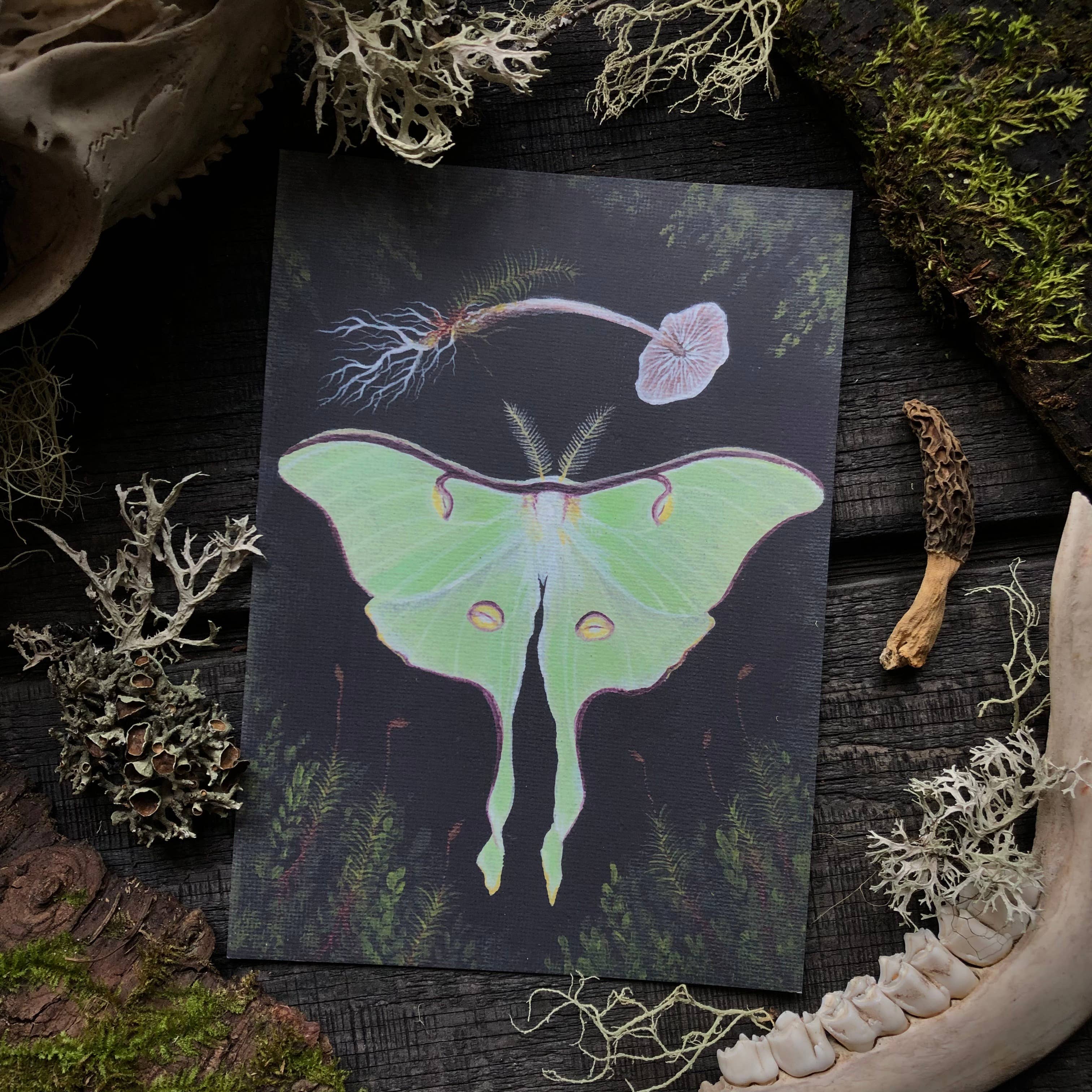 Up Moss Creek Studio - Wholesale Postcard - Luna Moth Postcard 5