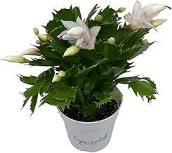 UniqueMartandHome - Wholesale Live Plant - Christmas Holiday Gift Live Red Cactus Indoor Plant Decor1