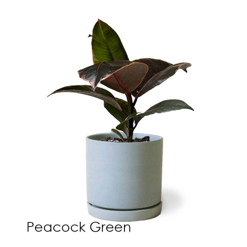 Chive - Wholesale Plant Pot - Dojo Flower Planter Pots With Drainage 3 Inch Planter5