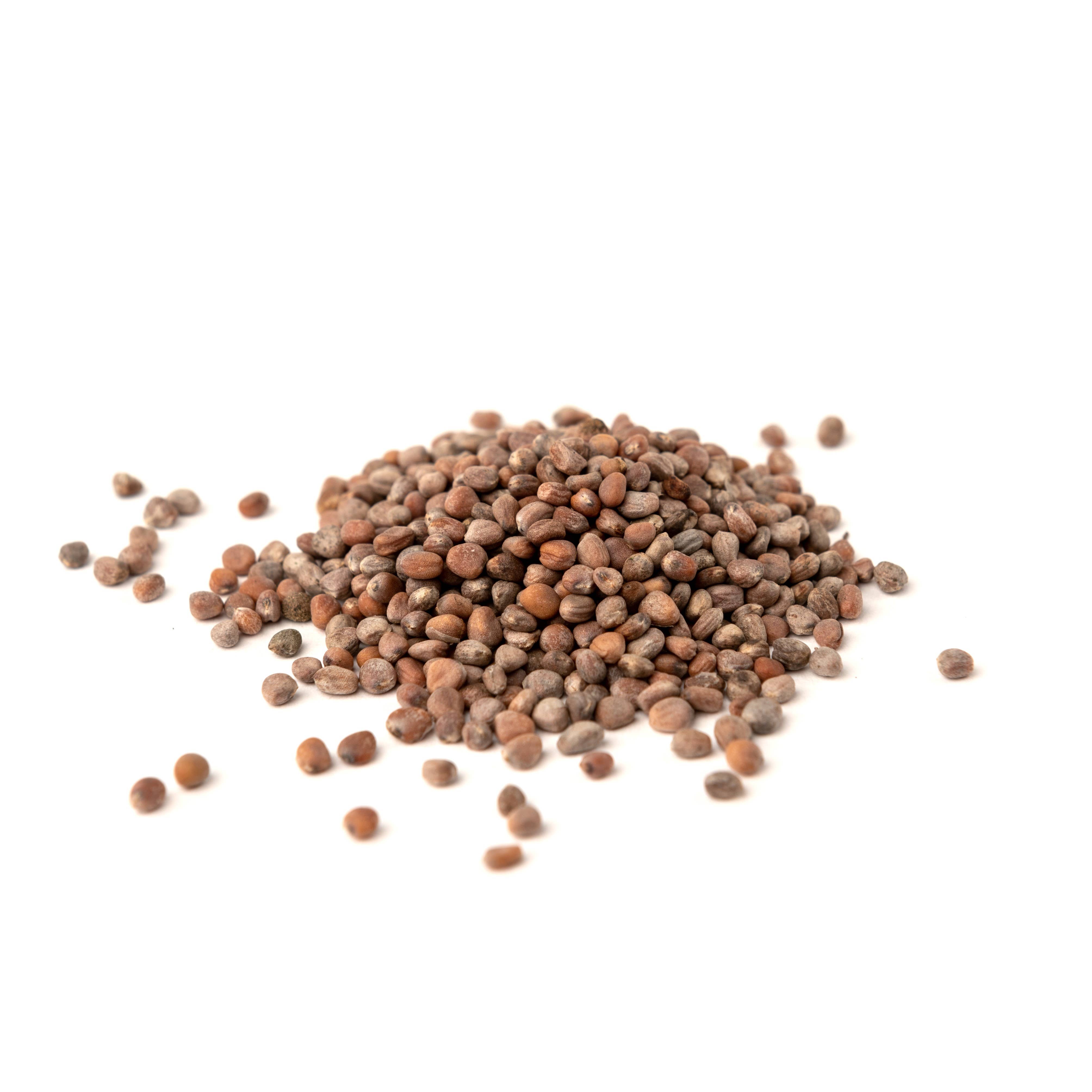 Mountain High Organics – Großhandel Bohnen – Zertifizierte Bio-Braune Linsen 25 Pfund2