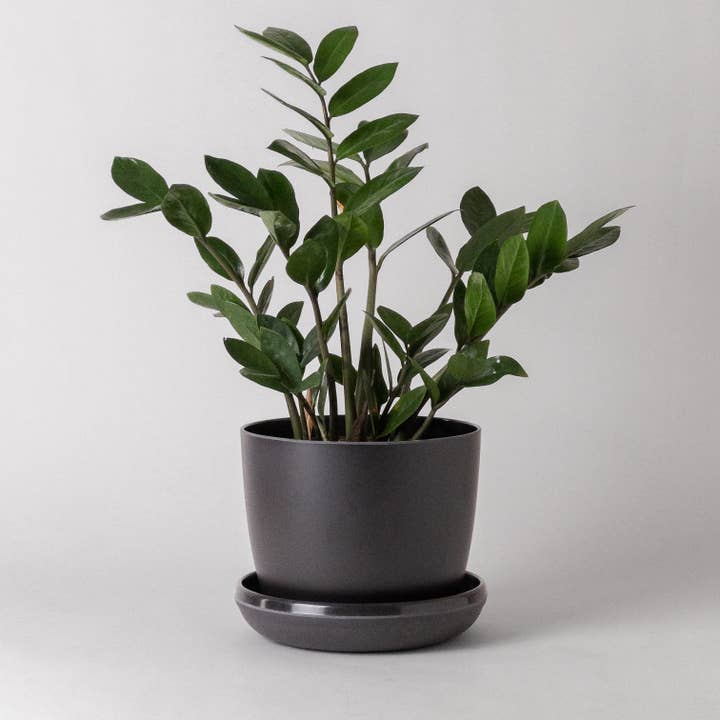 Kanso Designs - Wholesale Plant Pot - 7" Bamboo Fibre Planter Pot (Black)