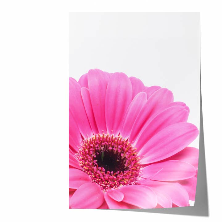 Fleur de Marguerite Rose IX | Tirage Photographique d'Art pour la vente par Natasha Riha Photography