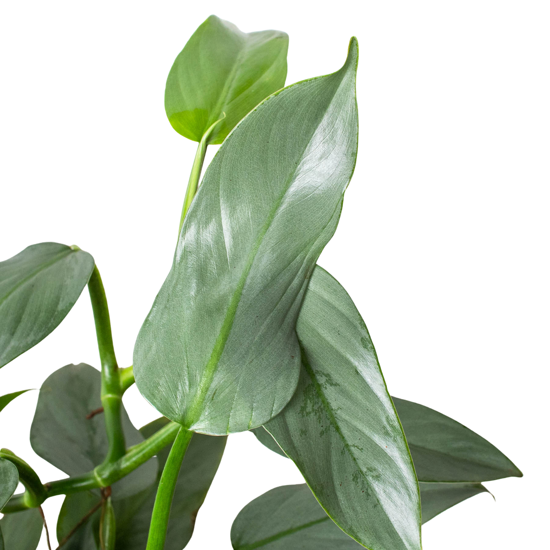 House Plant Wholesale - Wholesale Live Plant - Philodendron 'Silver Sword'6