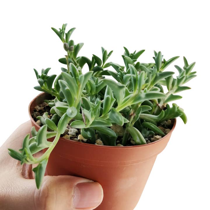 Best Plant Friend - Vente Succulentes - Collier de dauphins Senecio, succulente à suspendre, 2/4/6 pouces
