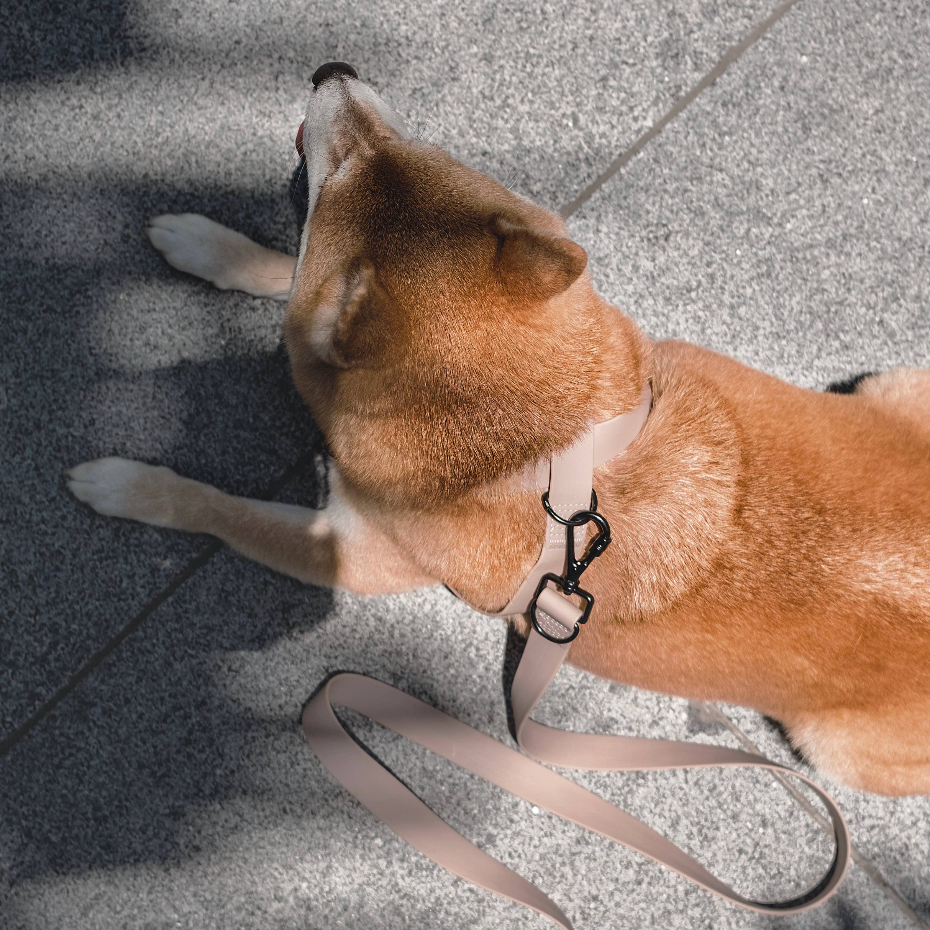 Lambwolf Collective - Venta al por mayor Arnés - Perros - OTTO | arnés impermeable en forma de 8 para perros y gatos10