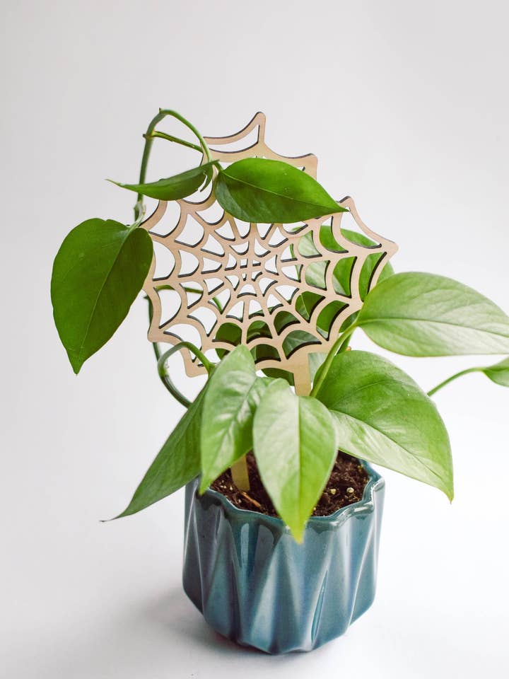 Spiderweb Plant Trellis for wholesale by PlantsNsht