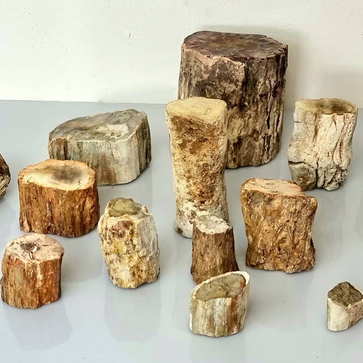 Distinction Crystals - Venta al por mayor Piedras/cristales espirituales - Madera fósil / Madera petrificada2