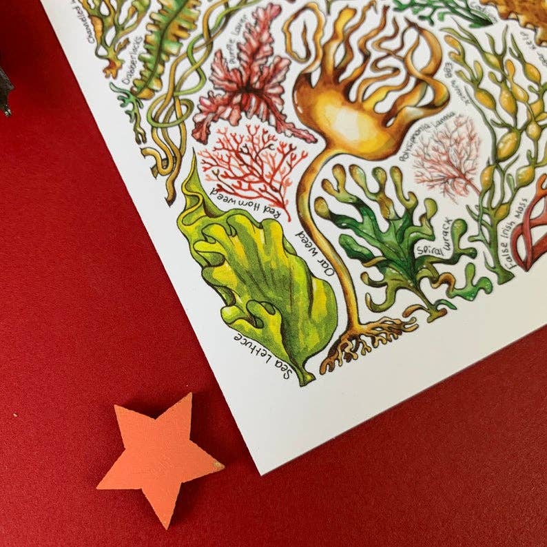 Alexia Claire Ltd - Wholesale Postcard - Seaweed of Britain Art Blank Postcard3