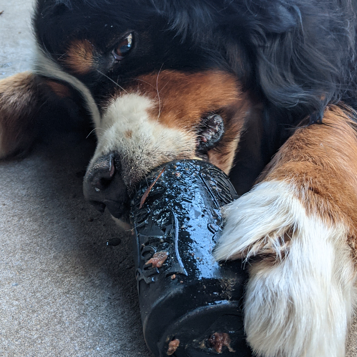 Rover Pet Products - Vendita all'ingrosso Giocattolo da masticare - Cani - Giocattolo Magnum Can (Power Chewers)4