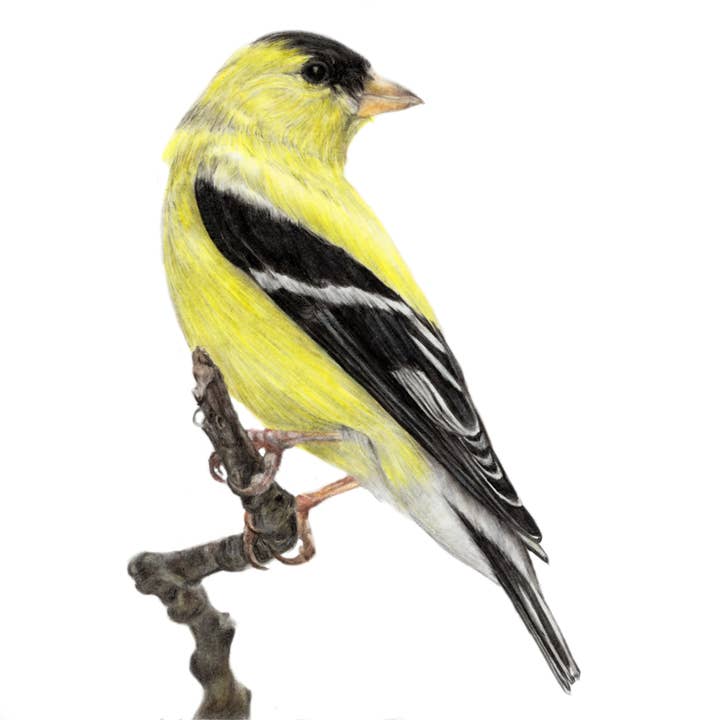 "A Drop of Golden Sun" Goldfinch Backyard Bird Art Print for wholesale by Jenna Chartrand Coloured Pencil Fine Artist