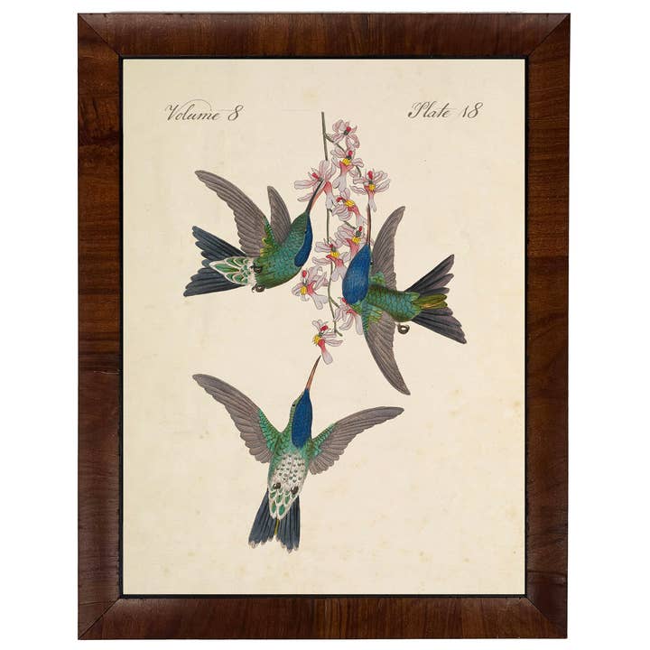 Vintage hummingbird art on distressed background T for wholesale by Antique Curiosities Inc