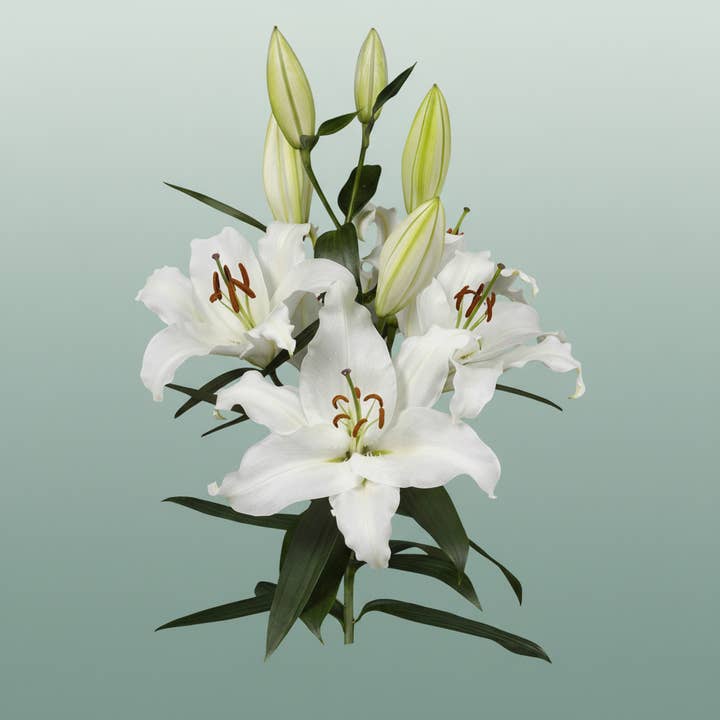 Lily White Wholesalers Choice for wholesale on Faire2