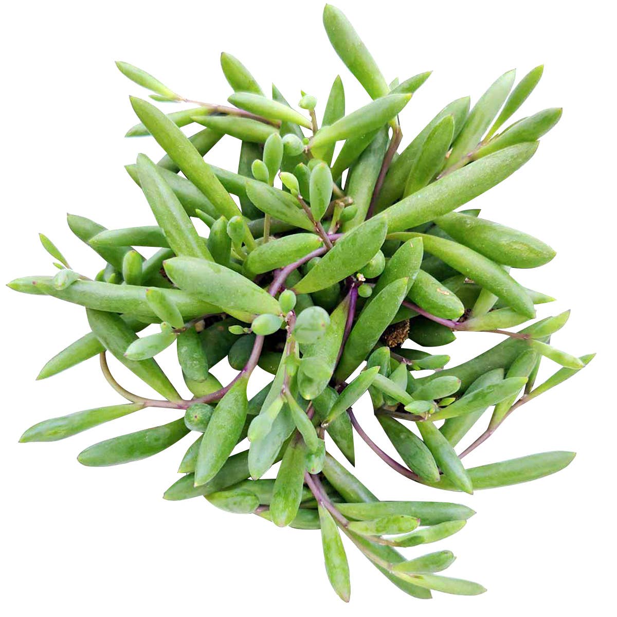 Best Plant Friend - Wholesale Succulent - Ruby Necklace Succulent - Hanging Succulents 2/4/6 inch3