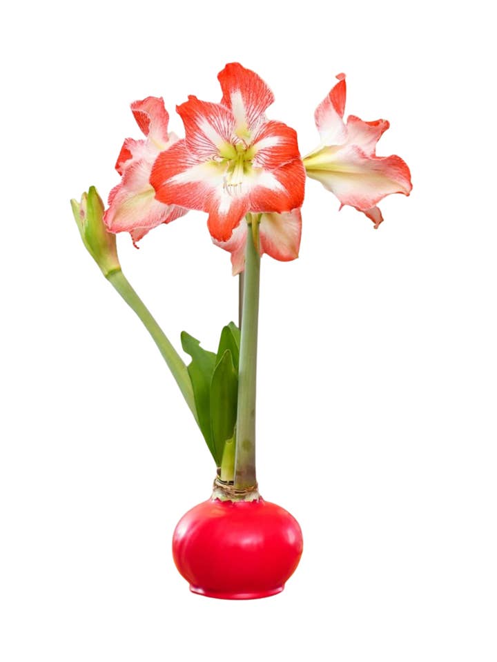 Red Waxed Amaryllis Bulb for wholesale by The Happy Hours Collective