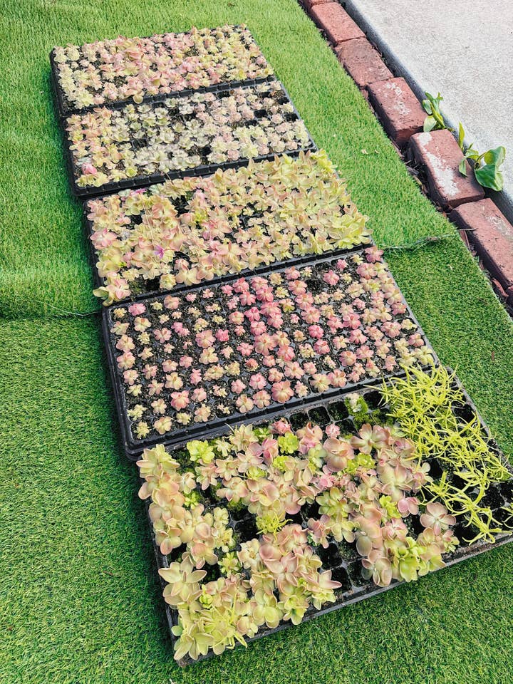 Paquete de Plantas Carnívoras Pinguicula (Butterwort) para venta al por mayor de Las Selvas