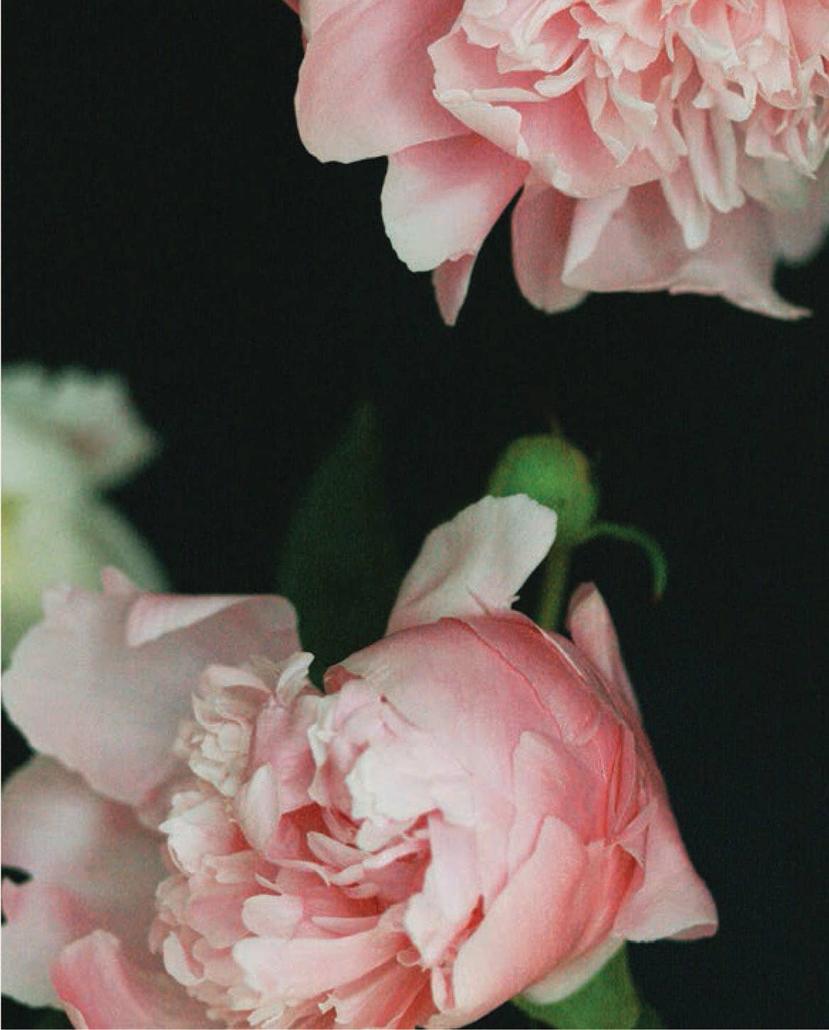 Chronicle Books - Wholesale Stationery/Notecard Set - Pretty Peonies6