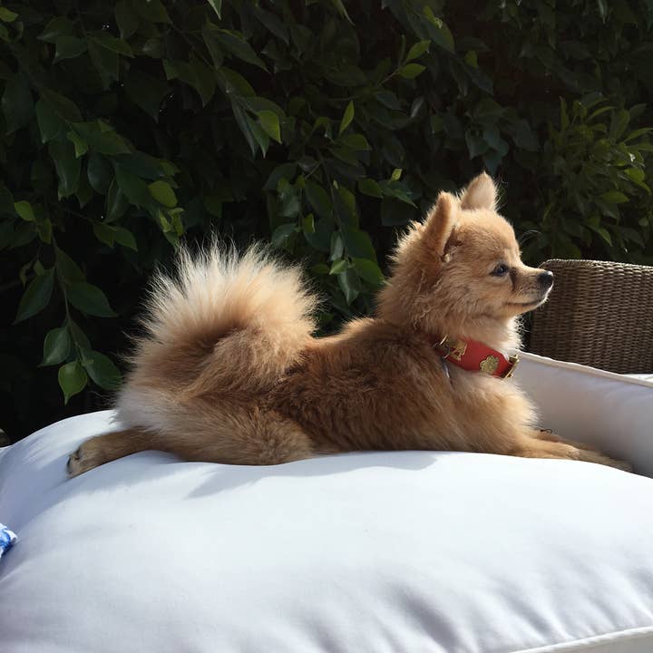 Alpen Schatz - Wholesale Pet Collar - Dog - 1" Small Traditional Swiss Dog Collar3