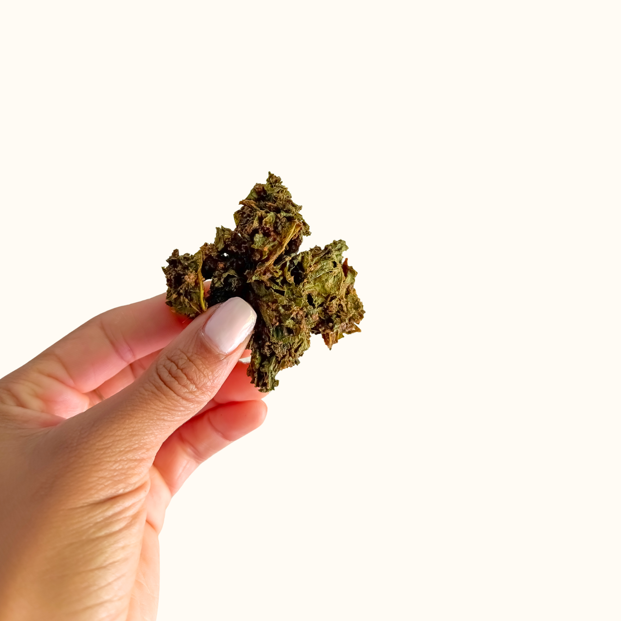 Kingdom Kale - Wholesale Chips - Ginger Date Kale Chips - Vegan, Gluten-Free, Non-GMO5