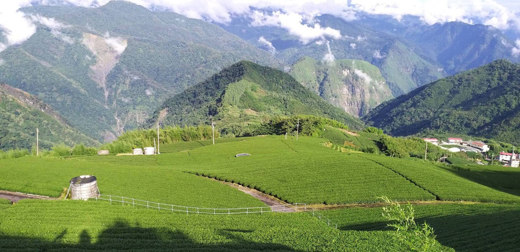 Gohobi （We cover U.S. import duties） – wholesale Loose tea – Gohobi Premium Oolong Tea Winter 一支杉 Yizhu Shen-烏龍 冬1